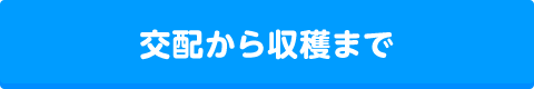 交配から収穫まで