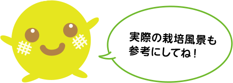 実際の栽培風景も参考にしてね！