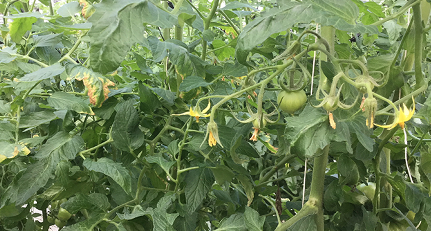 本葉時の植物状態と対策