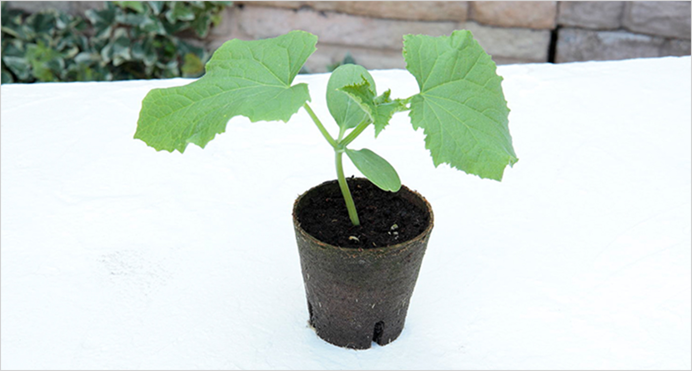 本葉時の植物状態と対策