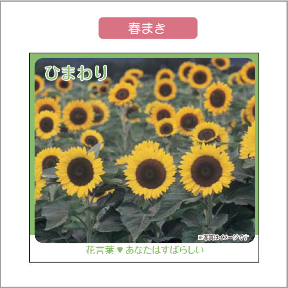 ～在庫限りの限定販売～　〈　花フォトシリーズ　〉