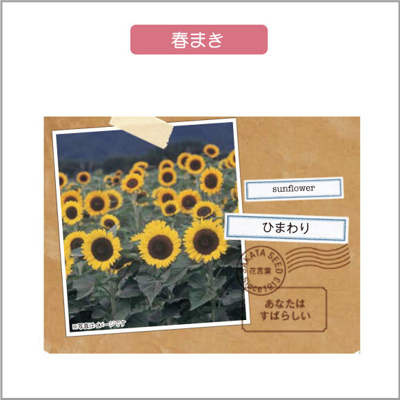～在庫限り限定販売～　〈　花レターシリーズ　〉