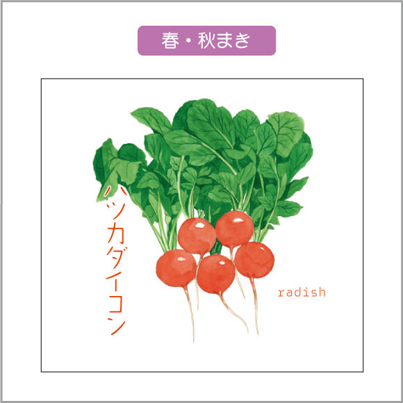 ～在庫限り限定販売～　〈　菜園シリーズ　〉