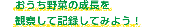 おうち野菜の成長を観察して記録してみよう！