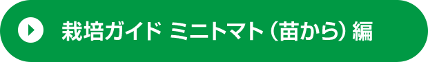 栽培ガイド ミニトマト（苗から）編