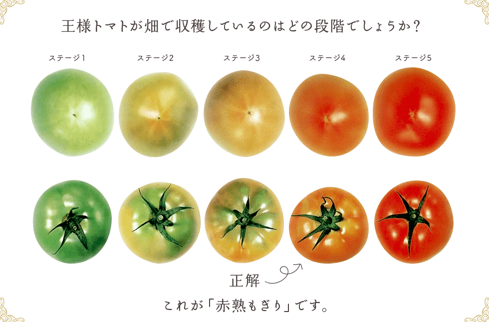 王様トマトが畑で収穫しているのはどの段階でしょうか？