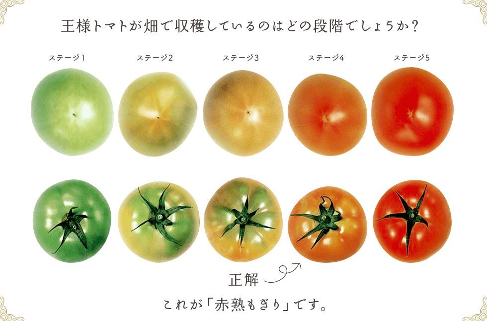 王様トマトとは 商品総合案内サイト サカタのタネ