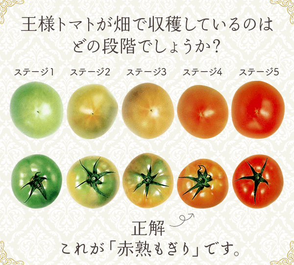 王様トマトが畑で収穫しているのはどの段階でしょうか？