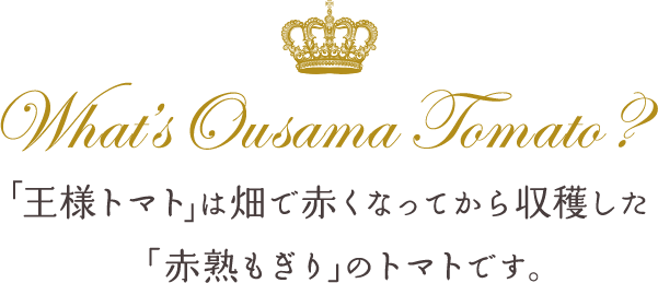 「王様トマト」は畑で赤くなってから収穫した「赤熟もぎり」のトマトです。