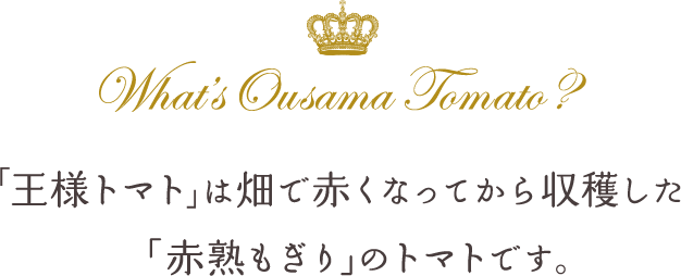 「王様トマト」は畑で赤くなってから収穫した「赤熟もぎり」のトマトです。