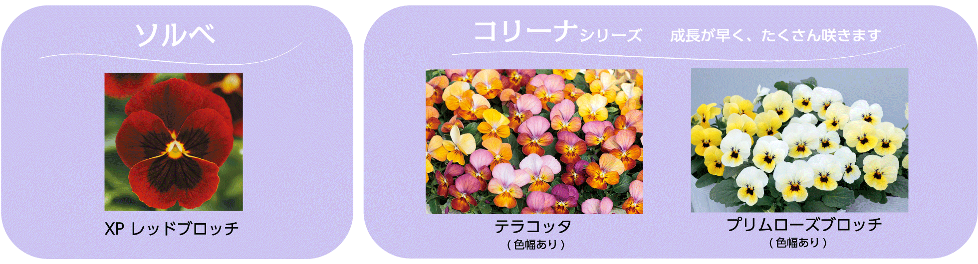 パンジー ビオラ コレクション タネ 苗 園芸用品 農業用資材の総合案内 サカタのタネ パンジー ビオラ コレクション タネ 苗 園芸用品 農業用資材の総合案内 サカタのタネ