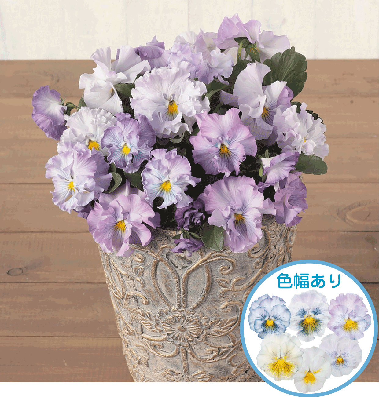 パンジー ビオラ コレクション タネ 苗 園芸用品 農業用資材の総合案内 サカタのタネ パンジー ビオラ コレクション タネ 苗 園芸用品 農業用資材の総合案内 サカタのタネ