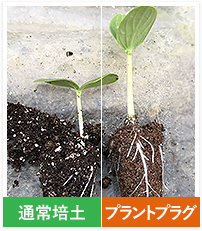 移植作業性の向上