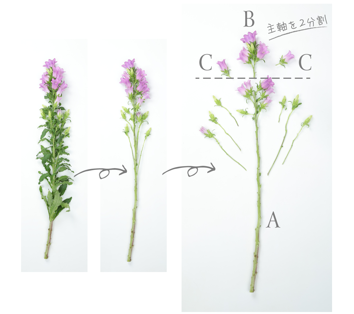 The Beautiful Recipe Of Campanula 切り分けて飾る チャンピオン シリーズ タネ 苗 園芸用品 農業用資材の総合案内 サカタのタネ