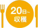 20日～収穫