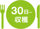 30日～収穫