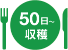 50日～収穫