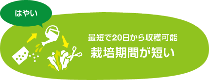 最短で20日から収穫可能　栽培期間が短い