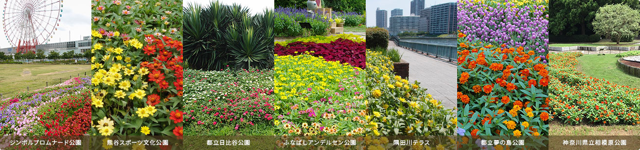 暑さok 夏におすすめ花壇苗品種紹介 サカタのタネ