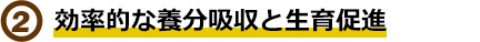 効率的な養分吸収 と生育促進