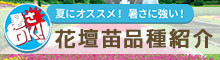 「暑さOK！」花壇苗