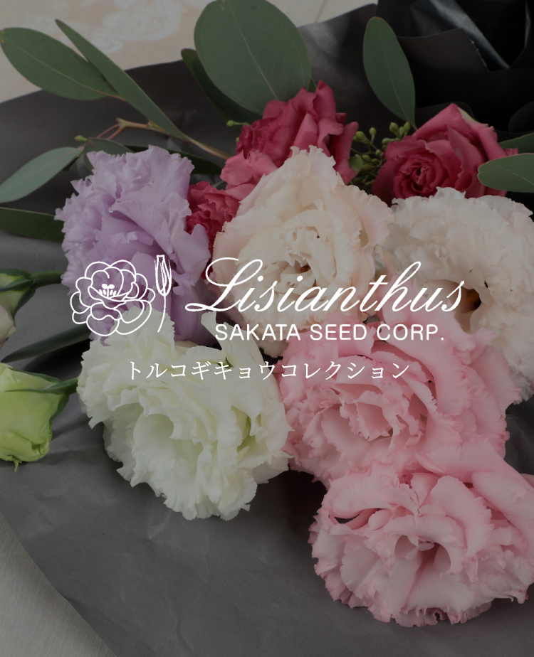 Lisianthus SAKATA SEED CORP. トルコギキョウコレクション