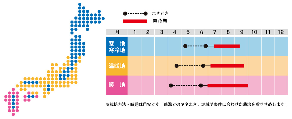 タネまきと開花の目安